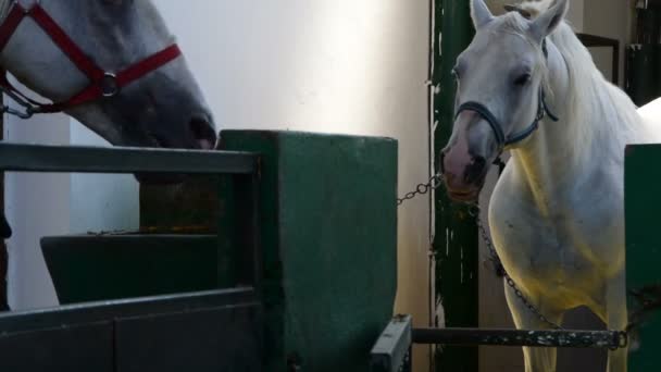 Белые лошади жуют еду в стойле — стоковое видео
