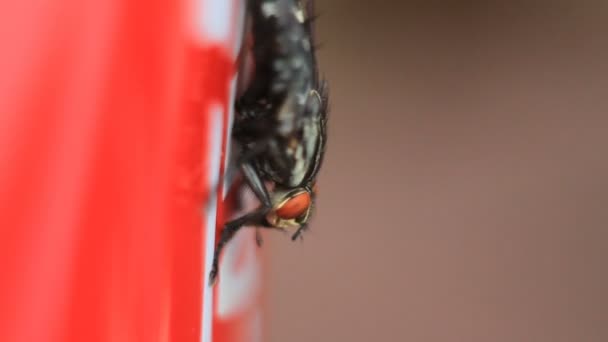 Mouche et tasse de café rouge — Video