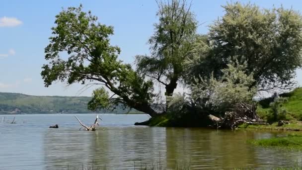 The old and large willow tree by the river — Stock Video