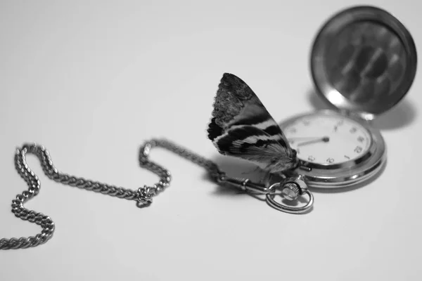 Relógio de bolso vintage e a borboleta — Fotografia de Stock