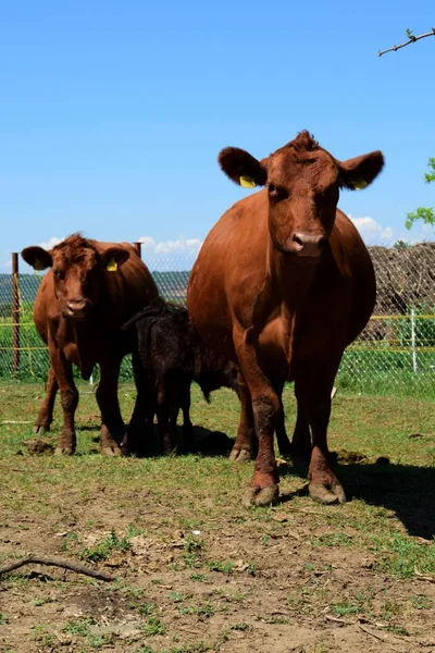 Two brown angus cows feed their calves