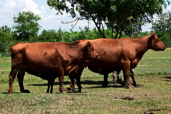 Two brown angus cows feed their calves