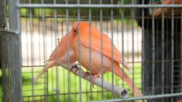 2 в 1, гострий пташино-червоний канарка в клітці — стокове відео