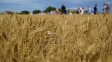 İnsanlar el ile hasat, buğday alan Tören için hazır