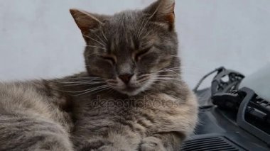 Arabanın üstüne yalan ve uykulu gözlerle yanıp sönen sevimli tekir Gri kedi