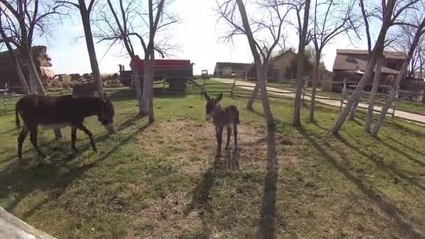 Милі ослики в обгородженому дворі — стокове відео