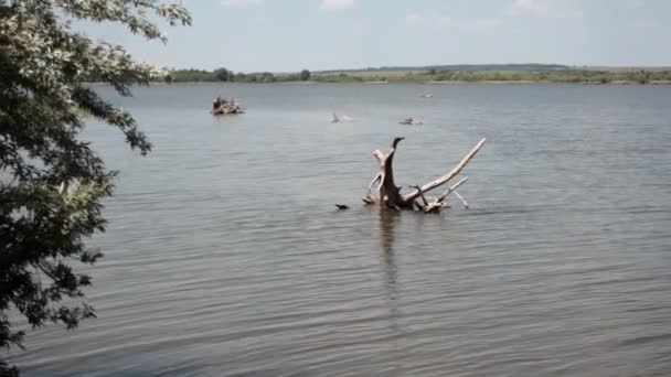 Дерево ствол в реке — стоковое видео