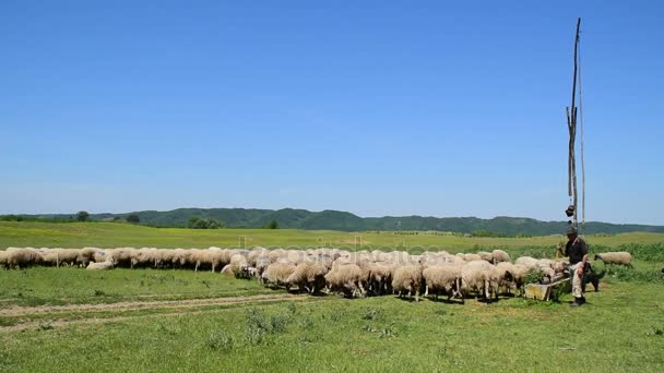 Kuyu yakınındaki koyun sürüsü — Stok video