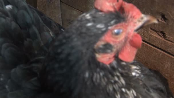 4 en 1, pollo con pollitos en la jaula — Vídeos de Stock