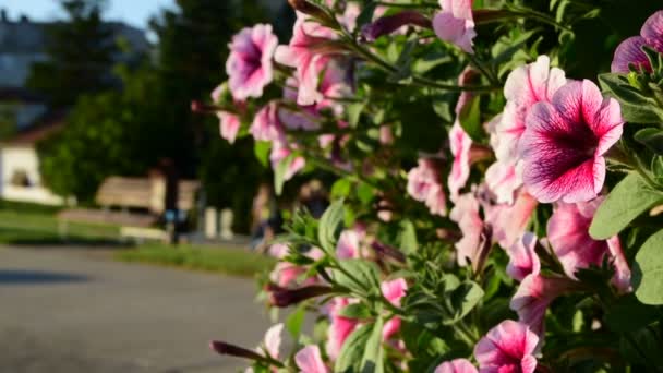 Coloridas petunias rosadas en maceta cerca del sendero, Novi Becej, Serbia, 9 de junio de 2017 . — Vídeos de Stock