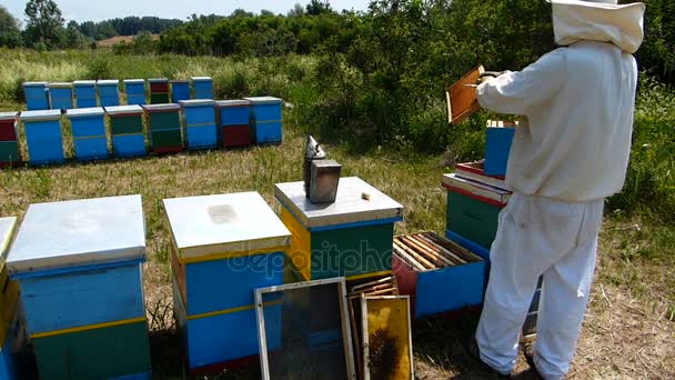 Mann legt Rahmen in den Bienenstock — Stockvideo