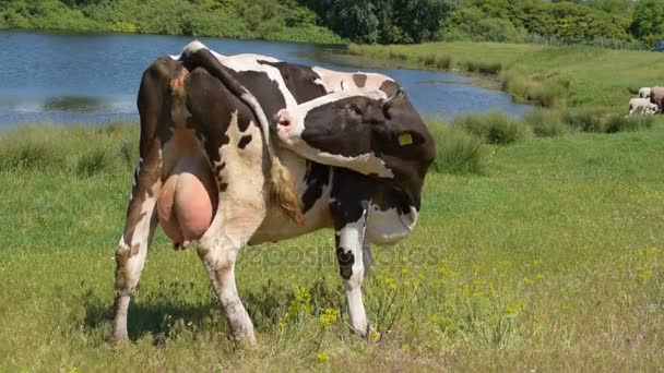 Svart och vitt cowon den betar, rengöring svans — Stockvideo