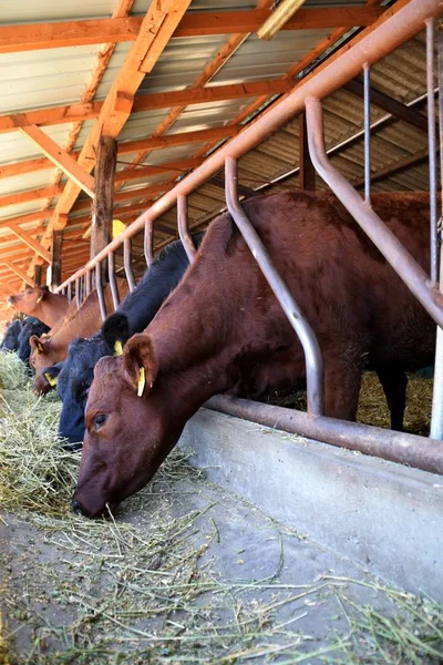 Kahverengi ve siyah angus otlak saman Ahırda inekler