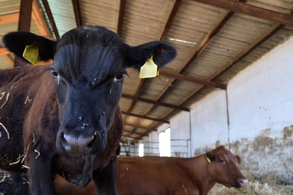 İneğin arka planda yatıyor iken Agnus buzağı görünüyor kamerada sağ