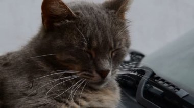 Arabanın üstüne yalan ve uykulu gözlerle yanıp sönen sevimli tekir Gri kedi