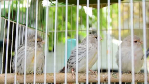 Клітка з милими маленькими сірими птахами з коміром — стокове відео