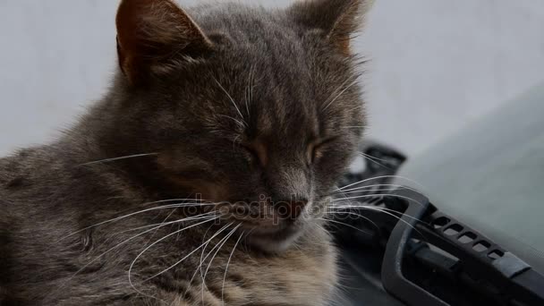 Carino tabby gatto grigio, sdraiato sulla macchina e lampeggiante con occhi assonnati — Video Stock