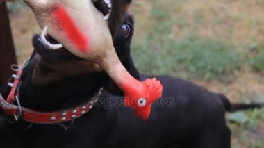 Kauçuk Tavuk sıkma, sahibi ile oynayan köpek