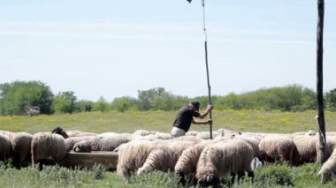 Kırsal sahne, koyun ve sığır yetiştiren kimse sıyrık üzerinde