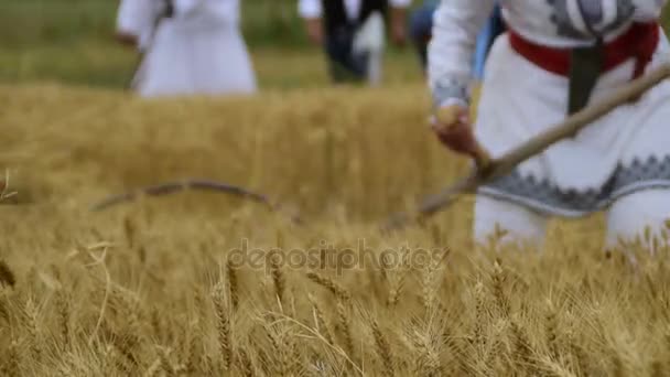 Raccolta di grano raccolto manualmente sul campo — Video Stock