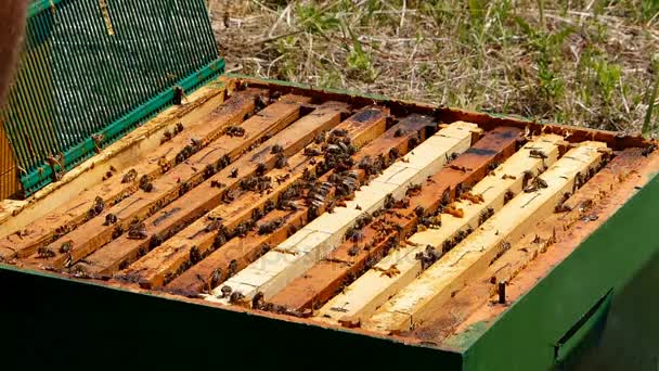 Männerhände ziehen aus und kontrollieren den Rahmen aus dem Bienenstock — Stockvideo