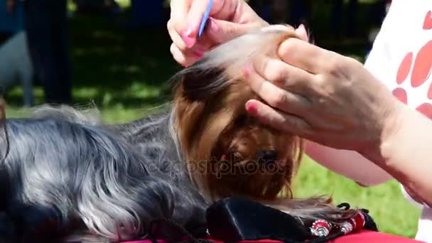 Çok şirin, güzel yorkshire terrier köpek, köpek göstermek önce bakım — Stok video