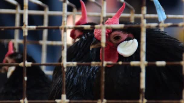 Poulets fermés dans une cage — Video