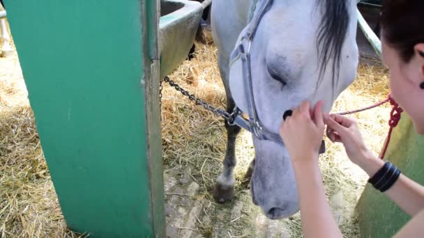 Joven dama mimos caballo blanco — Vídeos de Stock