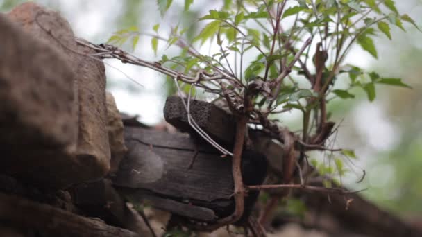 The plant grows out of the roof — Stock Video