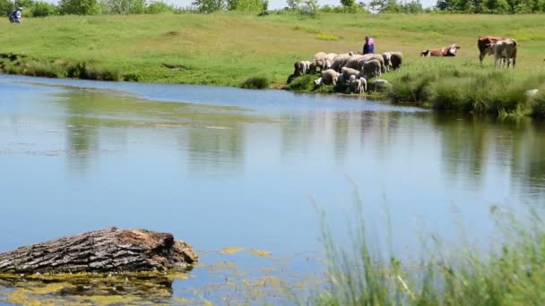 Krowy i owce pić wody z jeziora — Wideo stockowe