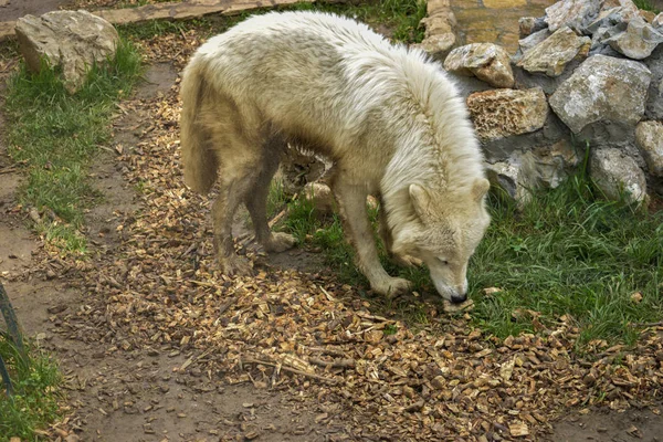 White Wolf in the Zoo Stock Picture