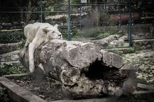 動物園に倒れた木にあるライオン — ストック写真