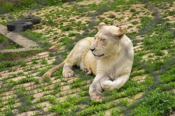 Το λιοντάρι χαλάρωση στο ζωολογικό κήπο — Φωτογραφία Αρχείου