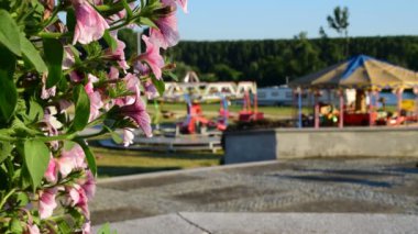 Luna Parkı yakınındaki tencerede renkli pembe petunyaların