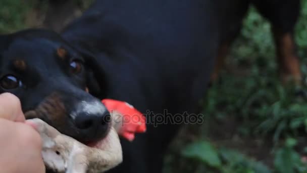 Un lindo perro salchicha exprimiendo pollo de goma, jugando con el dueño — Vídeo de stock