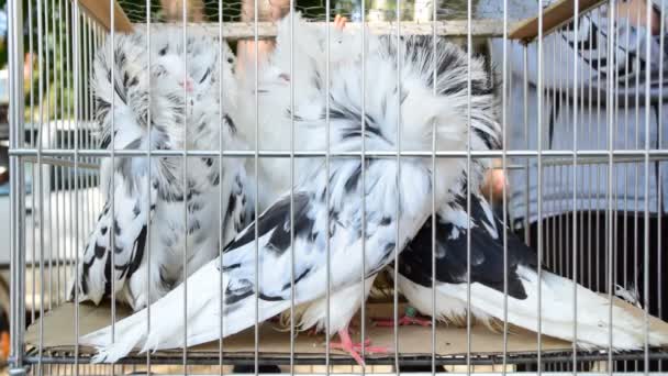 Белые якобинские голуби в клетке — стоковое видео
