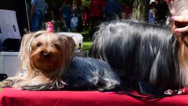 Zo schattig, twee mooie yorkshire terriers hond, verzorgen voordat de hondenshow — Stockvideo