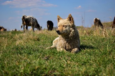 Şirin çoban köpeği çayır on yalan ve büyükbaş hayvan koruma
