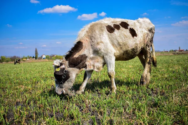 Vaca pastando en el prado — Foto de Stock