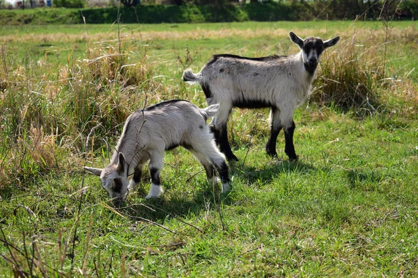 Two cute goats on the beautiful meadow