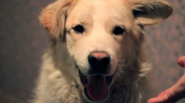 bir gülümseme ile güzel bir beyaz köpek sahibi yok sayar ve bir pençe vermek istemiyor