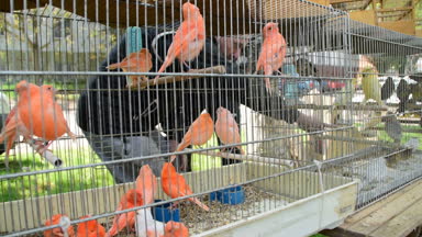 2 in 1, şirin kuş-kırmızı Kanarya içinde belgili tanımlık kafes, şehir Zrenjanin, Sırbistan, 30 Nisan, 2017.