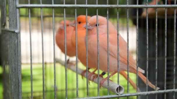 Симпатичная птица-рыжая канарейка в клетке — стоковое видео