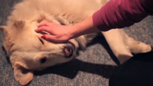 Hond en zijn eigenaar zijn knuffelen op de verdieping — Stockvideo