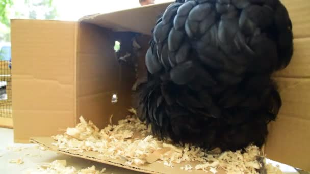 poulet noir avec poulets dans une boîte en carton avec sciure de bois 
