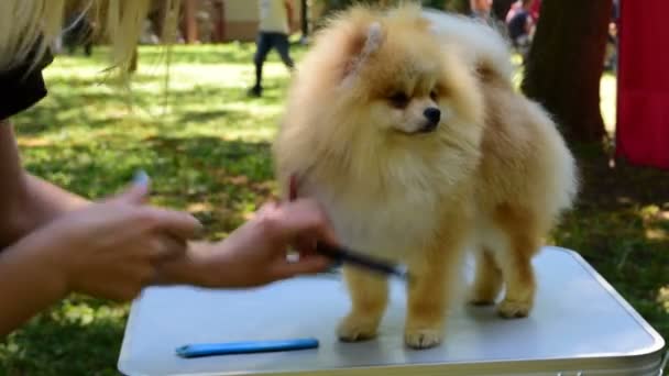 Pomeranian spitz. Διακοσμητικά σκύλοs breed. Pom pom — Αρχείο Βίντεο