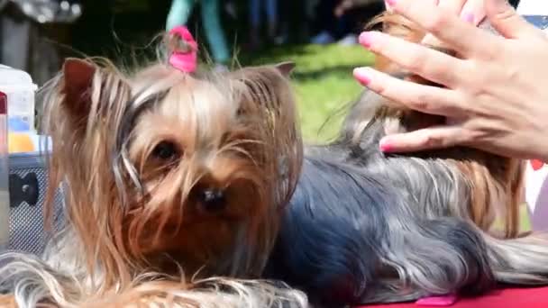 Красивый Йоркширский терьер лежащий и отдыхающий перед выставкой собак — стоковое видео