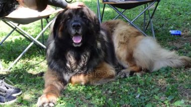 1 2'de, güzel Leonberger whit, dilini 