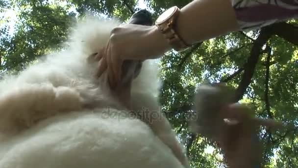 Mão da mulher escovando um belo poodle — Vídeo de Stock