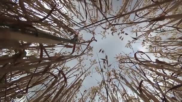 Champ de céréales d'en bas, culture d'avoine sur un champ agricole — Video